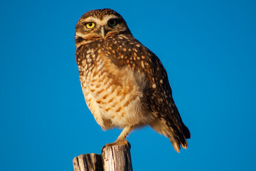 great horned