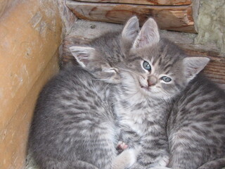 Naklejka na ściany i meble background of two little cats. macro photo of a kitten