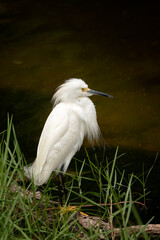 Snowy Egret