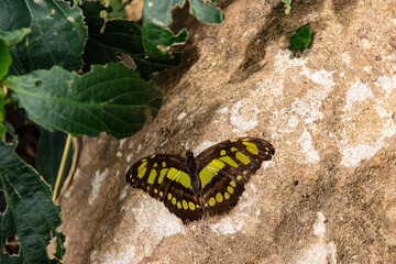 The Malachite butterfly