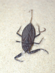 Water scorpion (Nepa cinerea). Predatory aquatic bug in the family Nepidae, with caudal process...