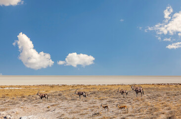 Blick auf die Etosha-Pfanne, Oryxantilopen und Springböcke