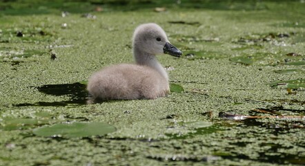 Küken eines Schwans im grünen Wasser