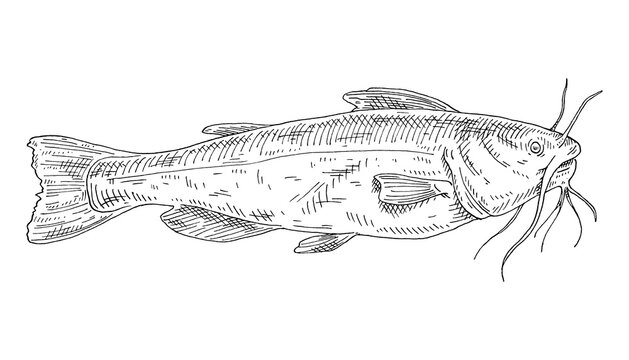 Whole fresh fish catfish on white. Vintage engraving monochrome black illustration.