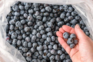Woman’s hand picking out fresh blueberries from a large bag of freshly picked Duke variety blueberries 

