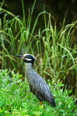 Fototapeta premium Yellow Crowned Night Heron