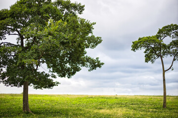 Fototapeta premium 芝生と空と木の風景