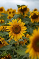 field of sunflowers