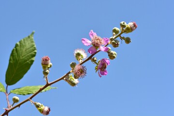 Flores y frutos inmaduros de la zarzamora, Rubus ulmifolius