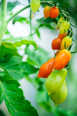 Beautiful tomato plant on the branch in greenhouse in foreground, copy space , organic tomatoes
