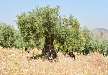 Olivos en verano en un campo de Andalucía