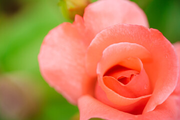 Background of beautiful pink rose in a garden close up