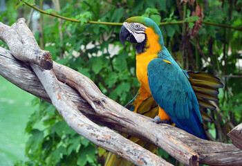 blue and yellow macaw