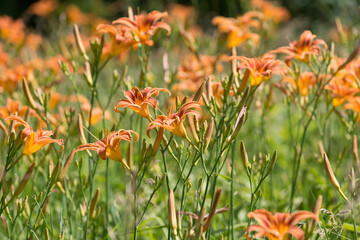 orange day lilies in a meadow near a trail