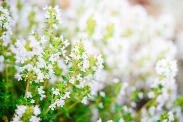 Blossoming thyme in the nature with blurred background. White thyme flowers, thymus vulgaris growing in a garden