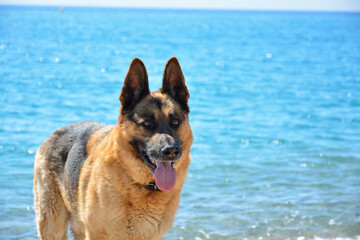 dog on the beach