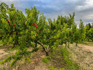 nectarin trees with ripe fruits in plantation, Roussillon, France - obrazy, fototapety, plakaty