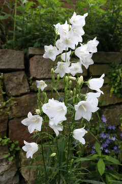 Blühende Weiße Glockenblume, Campanula
