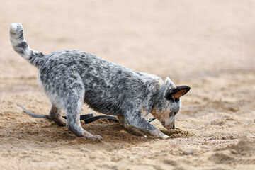 Fototapeta premium Blue heeler or australian cattle dog puppy is digging sand on the beach