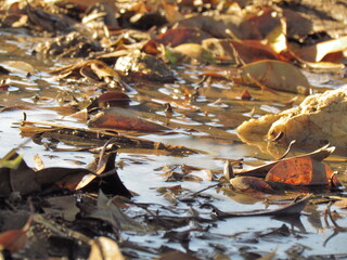 Leafs in water