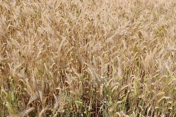 Roggen, Roggenfeld in Niedersachsen, Deutschland