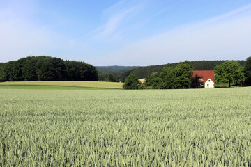 Ländliche Ruhe an einem sommerlichen Getreidefeld im Osnabrücker Land bei Melle, Niedersachsen,...