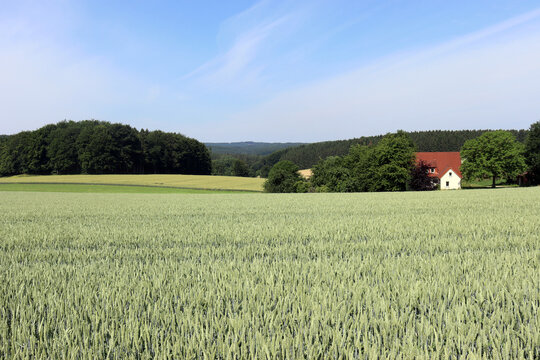 Ländliche Ruhe an einem sommerlichen Getreidefeld im Osnabrücker Land bei Melle, Niedersachsen, Deutschland