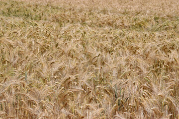 Roggen, Roggenfeld in Niedersachsen, Deutschland