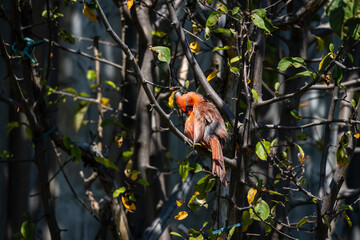 Cardinal in garden at Ajax Ontario