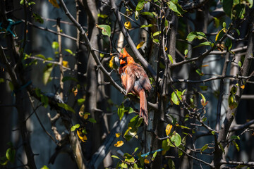 Cardinal in garden at Ajax Ontario