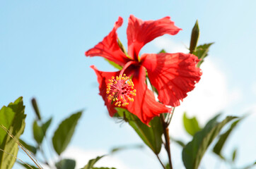 Macro photo of red hibiscus flower 