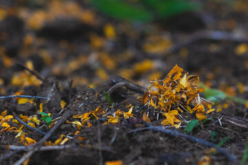 siembra de cempasúchil fase 1