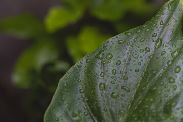 Las últimas gotas de lluvia