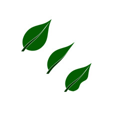 Green leaf vector graphic illustration. three different types of green leaf shapes on a white background. Perfect for web and logo designs.