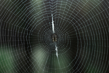 Close-up of a round spider web with a spider in the center in the forest