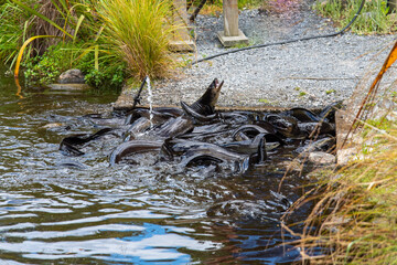 Greedy hungry eels being fed