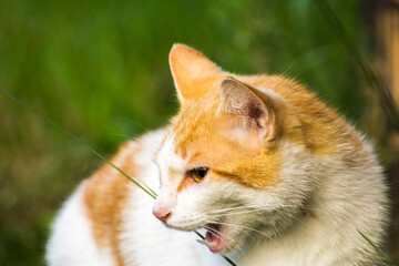 face profile of a ginger cat with a white muzzle © Paulina