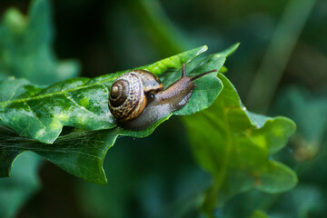 little brown snail on a green oak leaf © Paulina