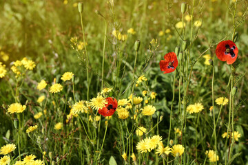 Beautiful flowers growing in meadow on sunny day