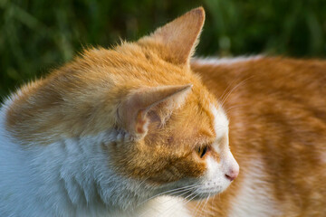 Naklejka na ściany i meble red cat face profile with white muzzle