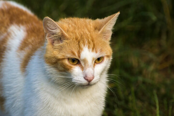 Fototapeta na wymiar ginger cat with a white mouth on a background of green nature