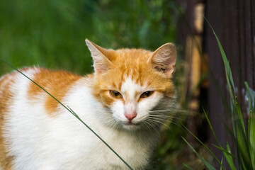 Naklejka na ściany i meble ginger cat with a white mouth on a background of green nature