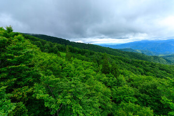 広大な森林　山並み　秋田県　移動撮影