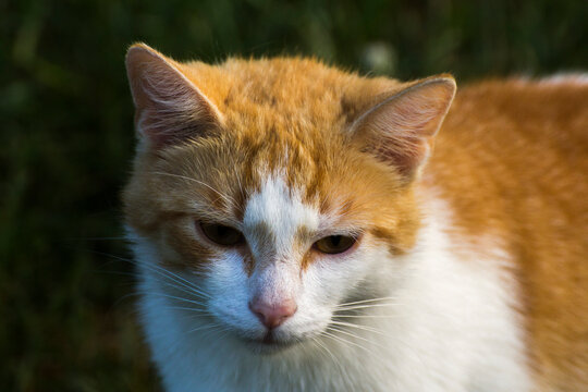 Fototapeta ginger cat with a white mouth on a background of green nature