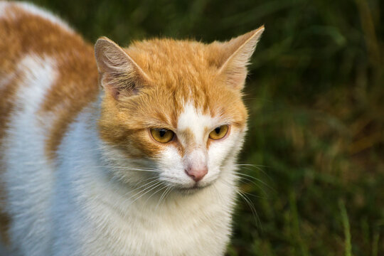 Fototapeta ginger cat with a white mouth on a background of green nature