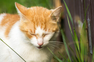 ginger cat eats green grass