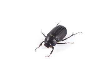 black dung Beetle isolated on white background