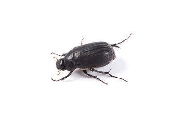 black dung Beetle isolated on white background