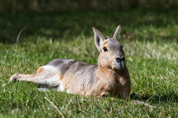 Hare sitting down in grass sunbathing 