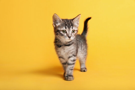 Cute little tabby kitten on yellow background